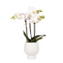 Hummingbird Orchids | White Phalaenopsis Orchid -...