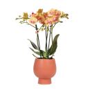 Hummingbird Orchids | Orange Phalaenopsis Orchid - Jamaica + Scandic Ornamental Pot Terracotta - Pot Size 9cm - 45cm High | flowering houseplant in a flower pot - fresh from the grower