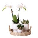 Complete plant set Scandic white | Green plant set with...
