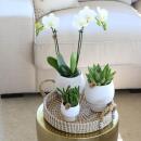 Complete plant set Scandic white | Green plant set with white phalaenopsis orchid and succulents including decorative ceramic pots