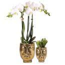 Plant set Face-2-face gold | Set with white phalaenopsis...