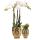 Pflanzenset Face-2-face gold | Set mit weißer Phalaenopsis Orchidee 9cm und grüner Sukkulente 6cm | inkl. Keramik-Ziertöpfe