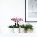Pflanzenset Eule weiß | Set mit weißer Phalaenopsis Orchidee 9cm und grüner Sukkulente 6cm | inkl. Keramik-Ziertöpfe