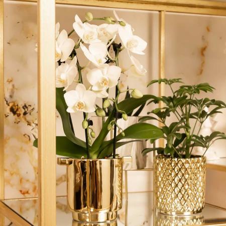 Orchidée Phalaenopsis Blanche - Chute du Niagara - Taille du pot Ø12Cm