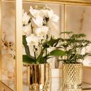 Kolibri Orchids | weiße Phalaenopsis-Orchidee -...
