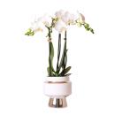 Hummingbird Orchids | White phalaenopsis orchid -...