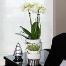 Kolibri Orchideen | Weiße Phalaenopsis Orchidee - Amabilis + Le Chic Deko-Topf silber - Topfgröße 9cm - 40cm hoch | blühende Zimmerpflanze im Blumentopf - frisch vom Züchter