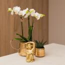 Kolibri Orchideen | weiße Phalaenopsis Orchidee -...
