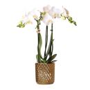 Kolibri Orchids | weiße Phalaenopsis-Orchidee -...