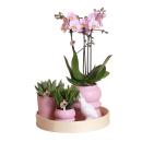 Complete plant set optimism - pink | Green plants with...