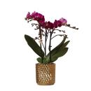 Hummingbird Orchids | purple phalaenopsis orchid - Morelia + diamond decorative pot gold - pot size 9cm - 40cm high | flowering houseplant - fresh from the grower