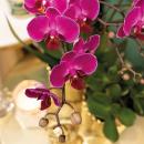 Hummingbird Orchids | purple phalaenopsis orchid - Morelia + diamond decorative pot gold - pot size 9cm - 40cm high | flowering houseplant - fresh from the grower