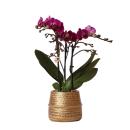 Kolibri Orchids Lila Phalaenopsis Orchidee Morelia +...