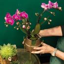 Kolibri Orchids Lila Phalaenopsis Orchidee Morelia +...