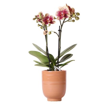 Hummingbird Orchids | Yellow Red Phalaenopsis Orchid - Spain + Glazed Decorative Pot Cognac - Pot Size 9cm - 40cm High | Flowering houseplant - fresh from the grower