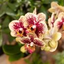 Hummingbird Orchids | Yellow Red Phalaenopsis Orchid - Spain + Glazed Decorative Pot Cognac - Pot Size 9cm - 40cm High | Flowering houseplant - fresh from the grower