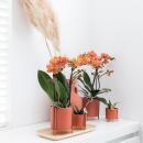 Orchidées Colibri | Orchidée Phalaenopsis orange - Mineral Bolzano - taille du pot 9cm | plante en pot fleurie - fraîche du producteur