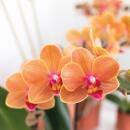 Orchidées Colibri | Orchidée Phalaenopsis orange - Mineral Bolzano - taille du pot 9cm | plante en pot fleurie - fraîche du producteur