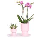 Kolibri Company Set rosa gefleckter Orchidee und...