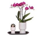 Kolibri Company - Orchidée pourpre et succulentes...