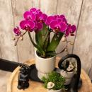 Kolibri Company - Orchidée pourpre et succulentes sur plateau noir - Frais du producteur