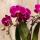 Kolibri Company - Orchidée pourpre et succulentes sur plateau noir - Frais du producteur