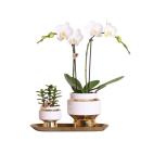 Kolibri Company - Ensemble orchidée blanche et...