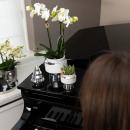 Kolibri Company - White Orchid and Succulent Set on...