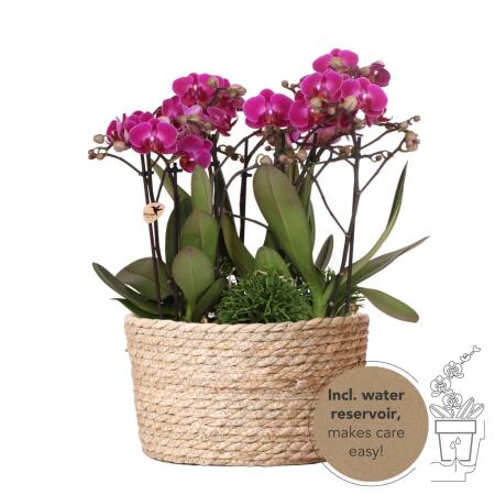 Kolibri Orchids lila Pflanzenset im Schilfkorb inkl. Wassertank drei lila Orchideen Morelia 9cm und drei Grünpflanzen Rhipsalis Dschungel Strauß lila mit autarkem Wassertank