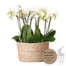 Orchidées Colibri | plante blanche dans un panier...