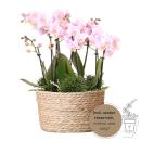 Hummingbird Orchids | pink plant set in a reed basket...