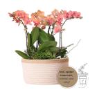 Hummingbird Orchids | Orange plant set in a cotton basket...