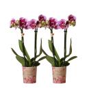 Orchidées Colibri | COMBI DEAL de 2...