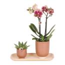 Kolibri Company - Orchidée Rouge Jaune et Plante...