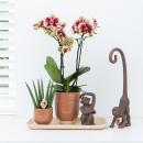 Kolibri Company - Orchidée Rouge Jaune et Plante...