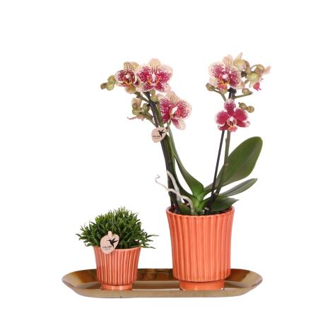 Kolibri Company - Set of yellow red orchid and rhipsalis on gold platter