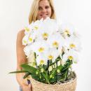 Orchidées Colibri | ensemble dorchidées blanches dans un panier en coton avec réservoir deau | trois orchidées blanches courbées Niagara Fall 12cm | Mono Bouquet blanc gîte