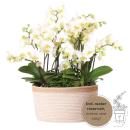 Hummingbird Orchids | white plant set in a cotton basket...
