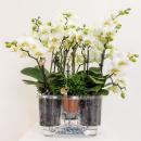 Kolibri Orchids | weißes Pflanzenset im...