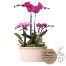 Hummingbird Orchids| purple plant set in a cotton basket...