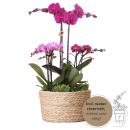 Hummingbird Orchids | purple plant set in a reed basket...