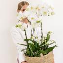 Orchidées Colibri | ensemble de plantes blanches...