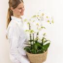 Hummingbird Orchids | white plant set in a cotton basket incl. water tank | three white orchids and three green plants Rhipsalis | Field bouquet white with self-sufficient water tank