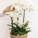 Kolibri Orchids | weißes Pflanzenset im Baumwollkorb inkl. Wassertank | drei weiße Orchideen und drei Grünpflanzen Rhipsalis | Feldstrauß weiß mit autarkem Wassertank