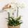 Kolibri Orchids | weißes Pflanzenset im Baumwollkorb inkl. Wassertank | drei weiße Orchideen und drei Grünpflanzen Rhipsalis | Feldstrauß weiß mit autarkem Wassertank