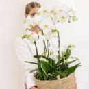 Hummingbird Orchids | white plant set in a reed basket incl. water tank | three white orchids and three green plants Rhipsalis | Field bouquet white with self-sufficient water tank