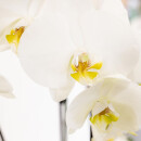 Hummingbird Orchids | white plant set in a reed basket incl. water tank | three white orchids and three green plants Rhipsalis | Field bouquet white with self-sufficient water tank