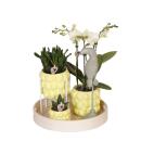 Complete Plant Set Optimism - Peach | Green plants with...
