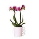 Orchidées Colibri | Orchidée phalaenopsis...