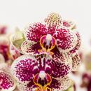 Kolibri Orchideen | Gelb-rote Phalaenopsis-Orchidee -...